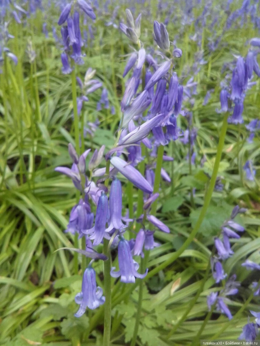 Колокольчики мои, цветики степные (фото 2)