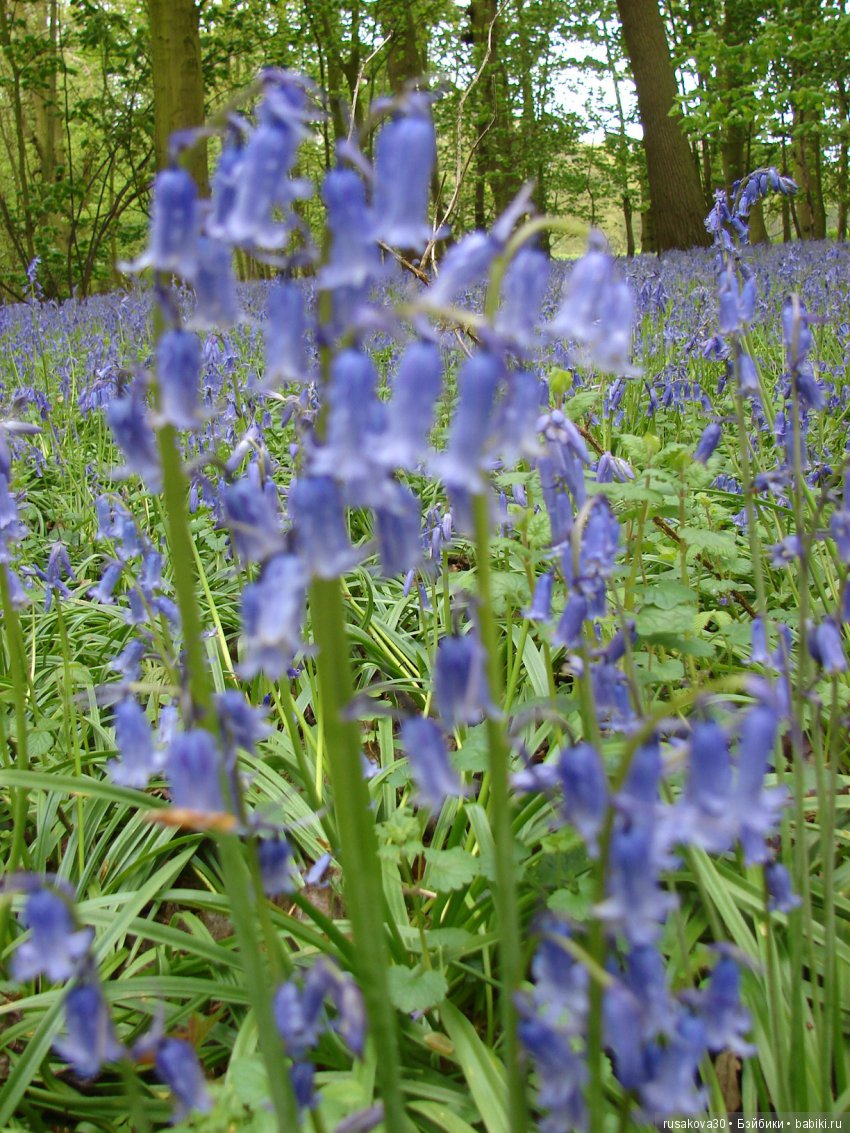 Колокольчики мои, цветики степные