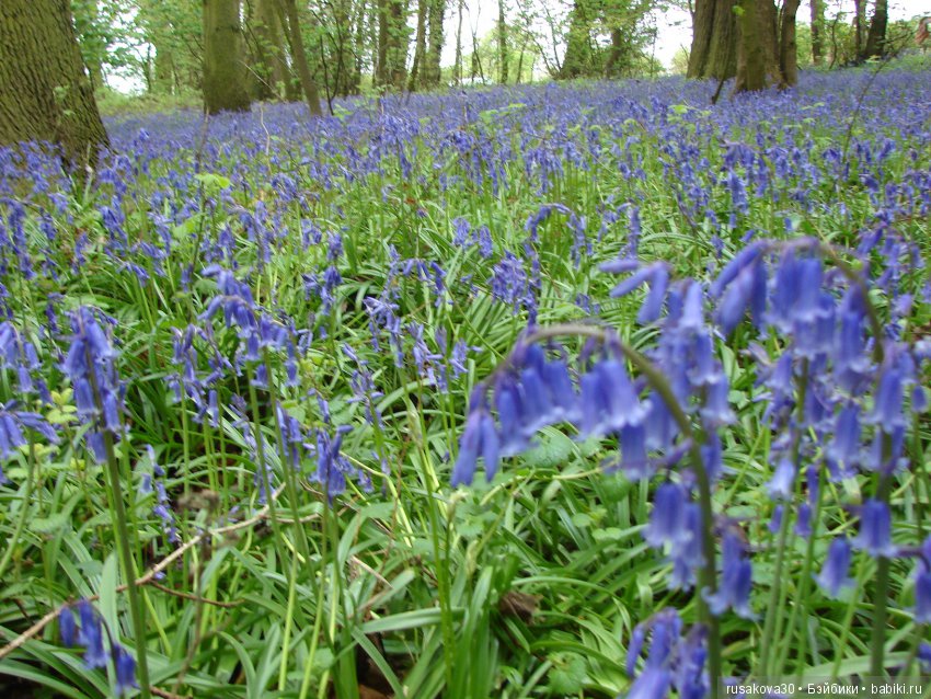 Колокольчики мои, цветики степные