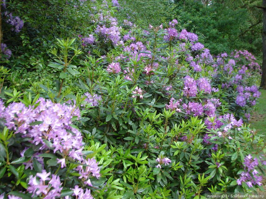 Людвиг и минушки в королевском поместье