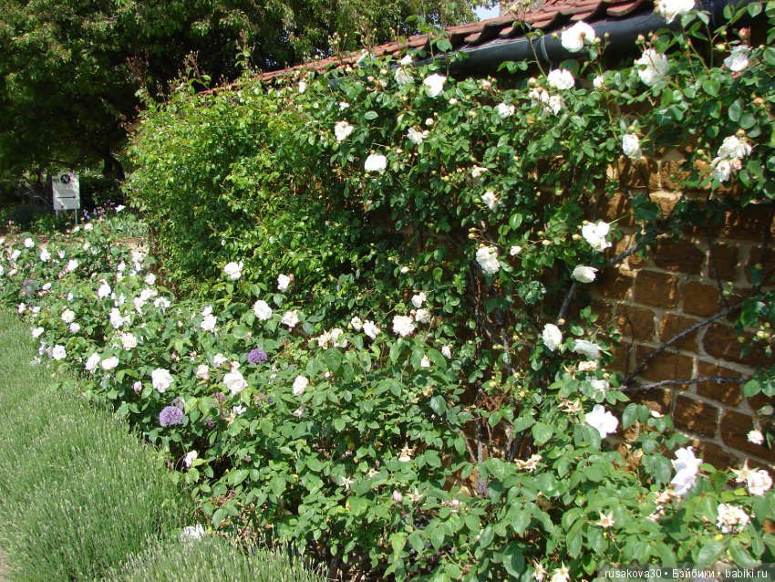 Минушки и Людвиг путешествуют