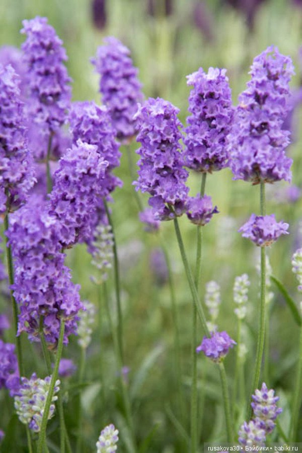 Минушки и Людвиг путешествуют (фото 9)