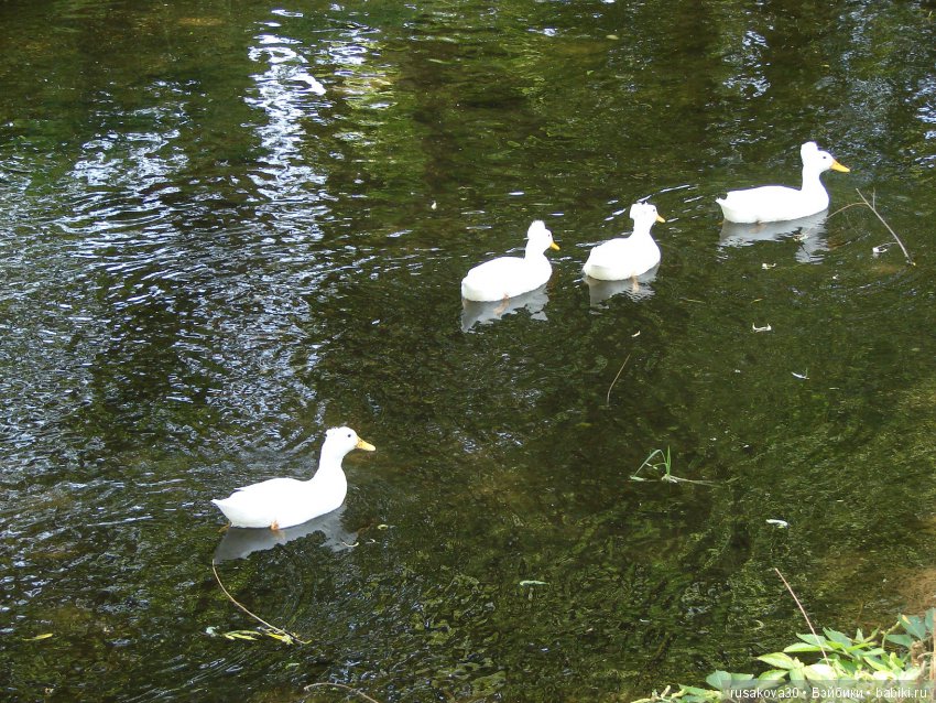 Минушки и Людвиг путешествуют