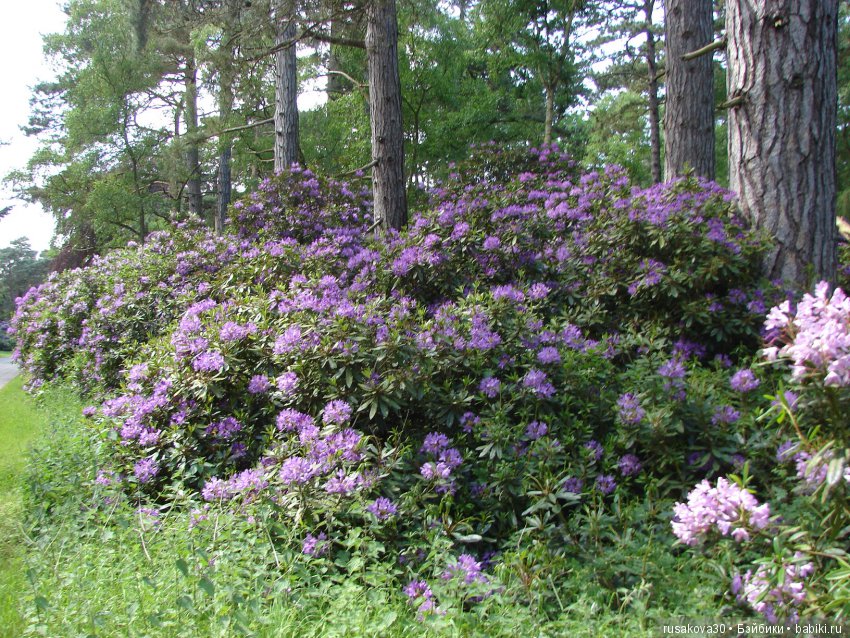 Людвиг и минушки в королевском поместье (фото 7)