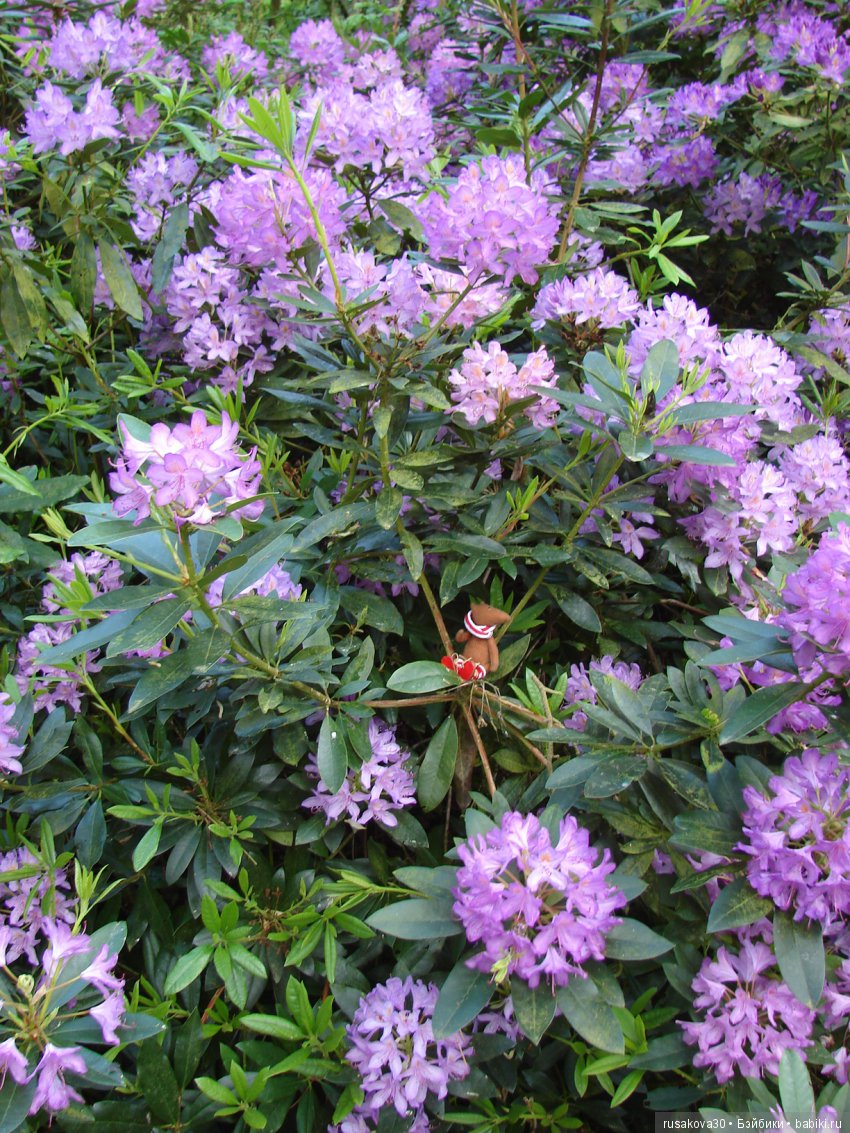 Людвиг и минушки в королевском поместье