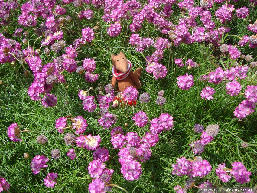 Минушки и Людвиг путешествуют