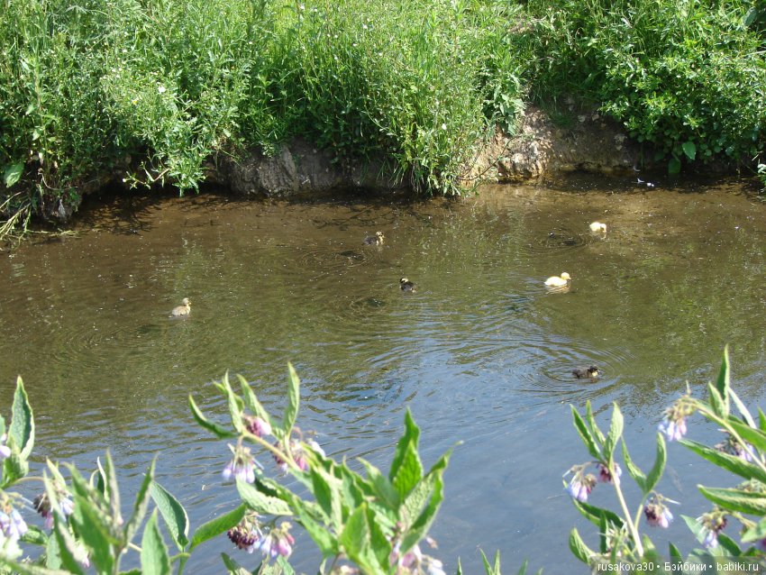 Минушки и Людвиг путешествуют