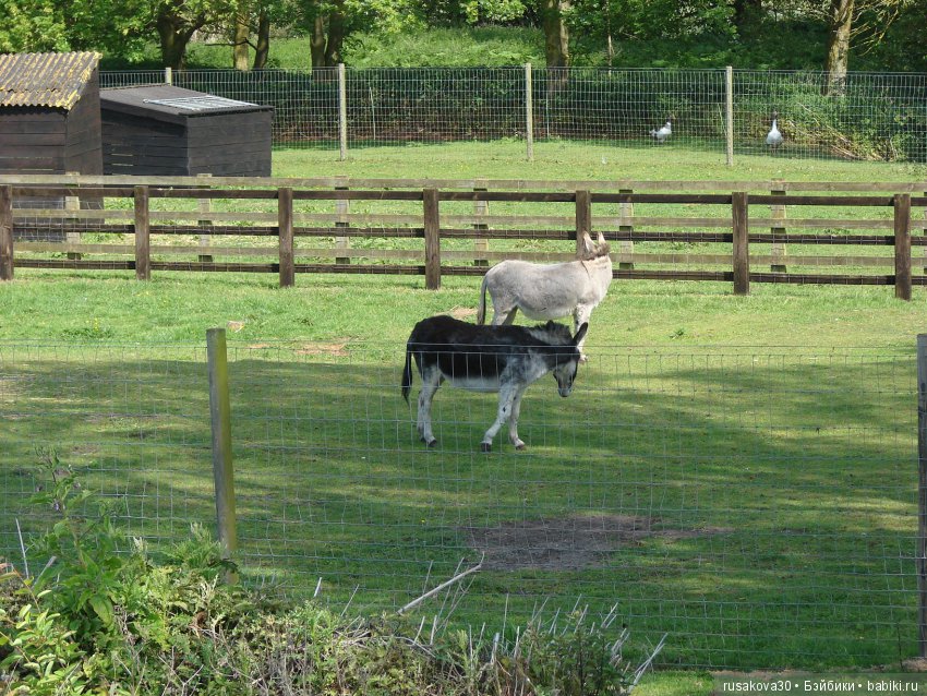 Минушки и Людвиг путешествуют