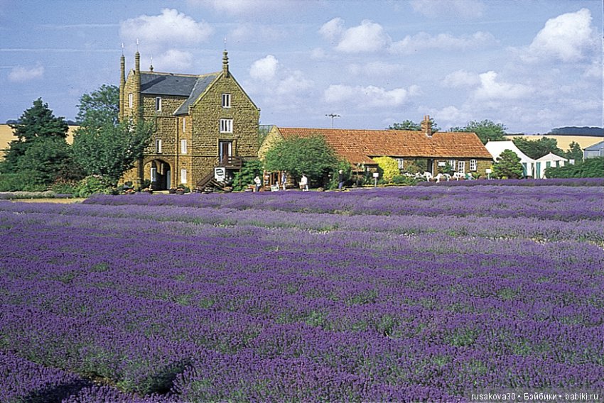 Минушки и Людвиг путешествуют (фото 3)