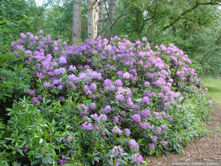 Людвиг и минушки в королевском поместье (фото 9)