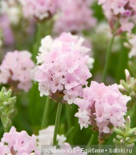 Минушки и Людвиг путешествуют (фото 7)