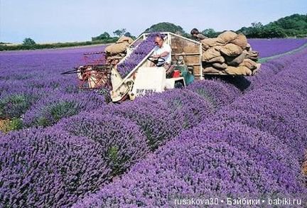 Минушки и Людвиг путешествуют (фото 10)