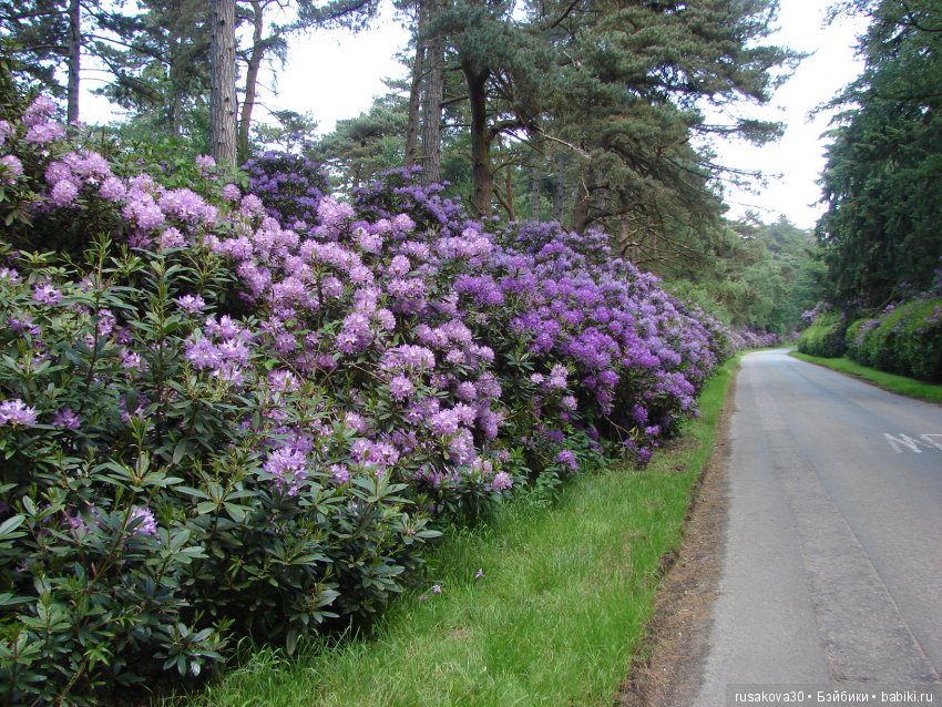 Людвиг и минушки в королевском поместье