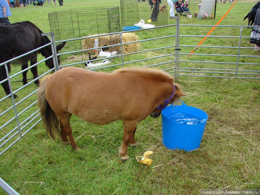 Принцесски на сельской ярмарке (фото 10)
