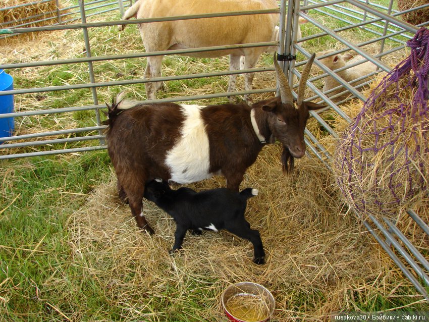 Принцесски на сельской ярмарке