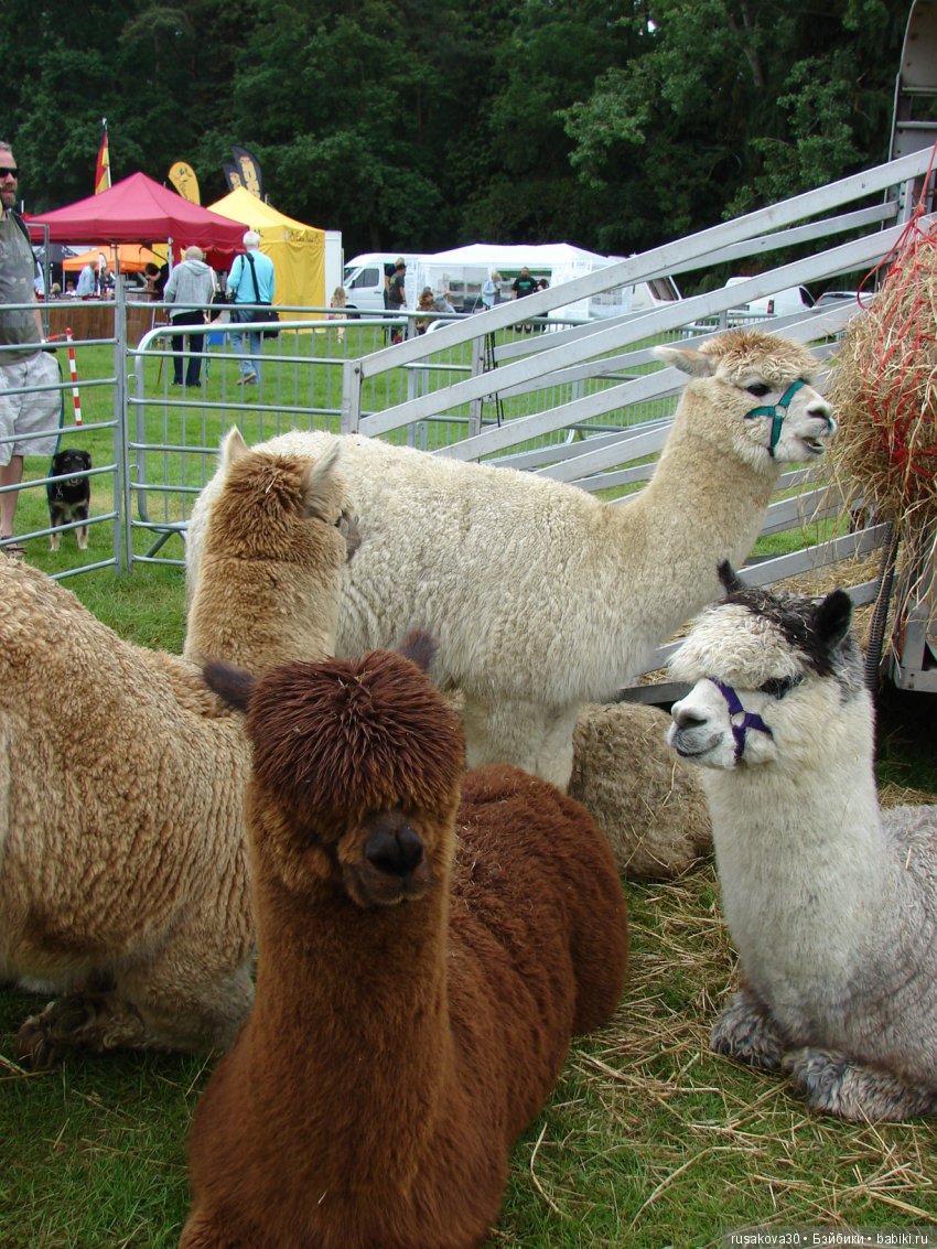 Принцесски на сельской ярмарке