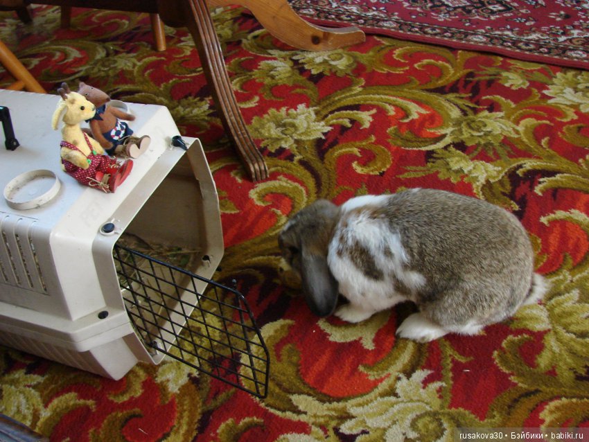 Бабайкины детки. Друг приехал