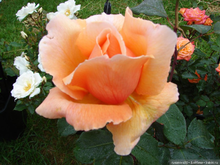 Принцесски на сельской ярмарке