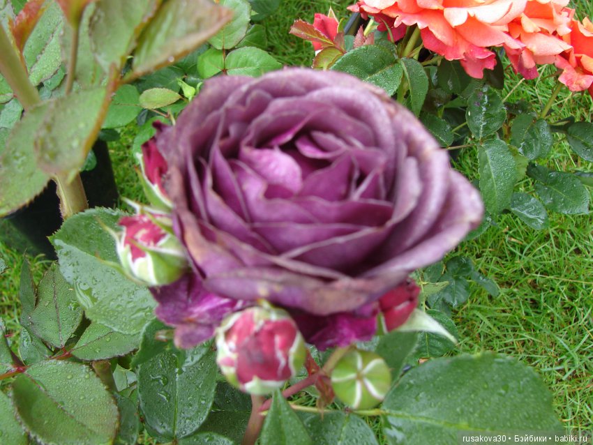 Принцесски на сельской ярмарке