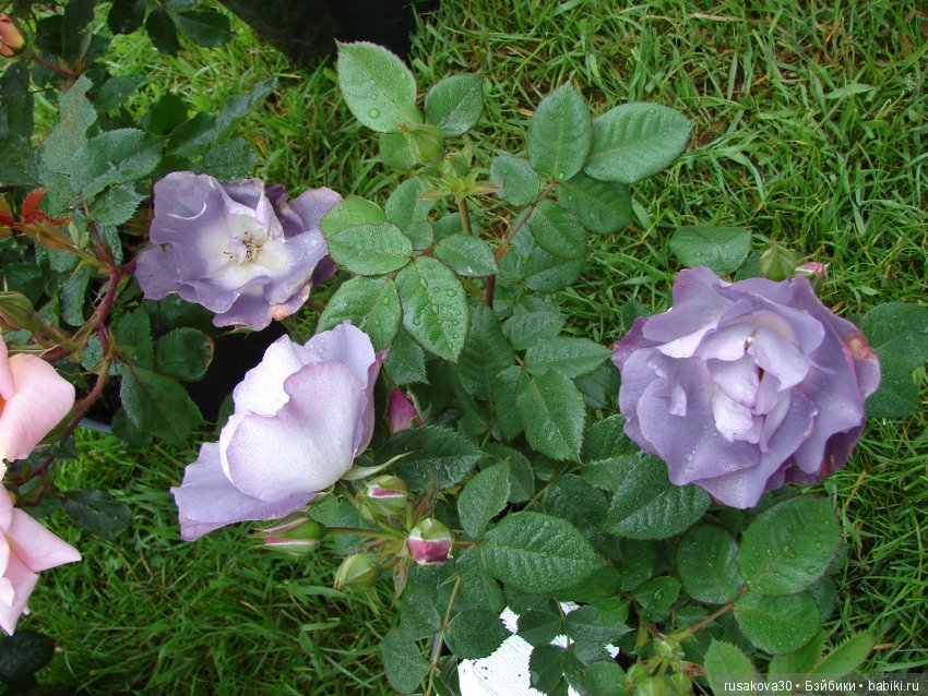 Принцесски на сельской ярмарке