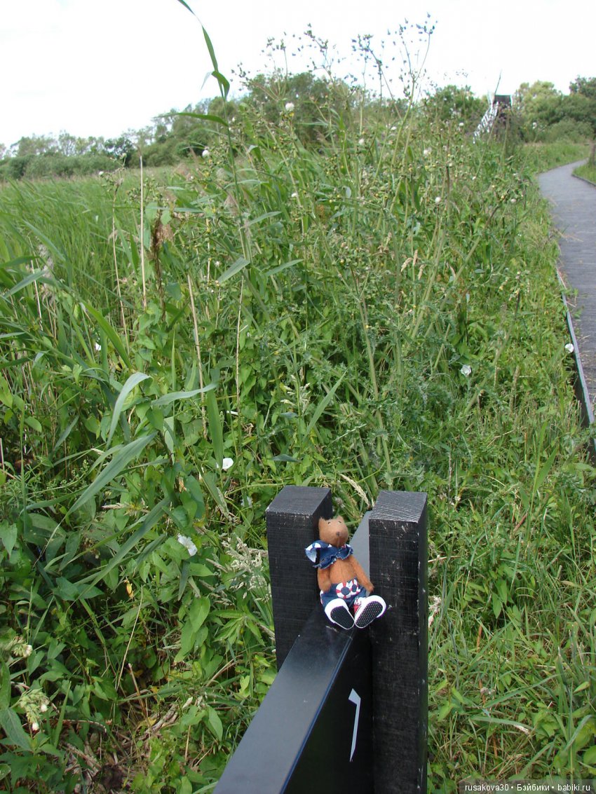 Машки, Людвиг и Жирафик осматривают Wicken Fen (Фенские болота)