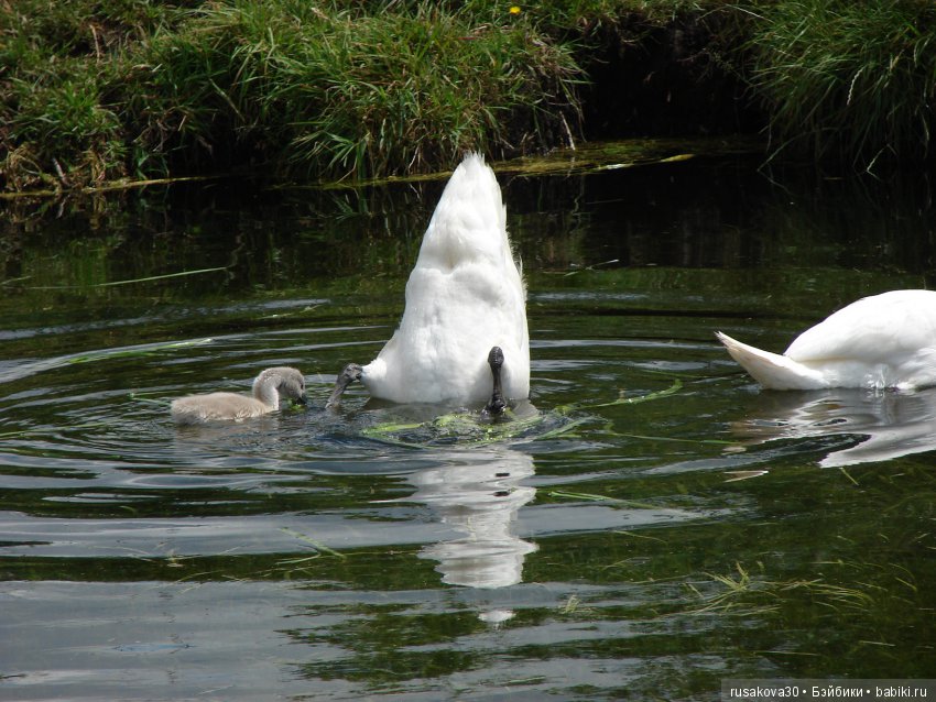 Машки, Людвиг и Жирафик осматривают Wicken Fen (Фенские болота)