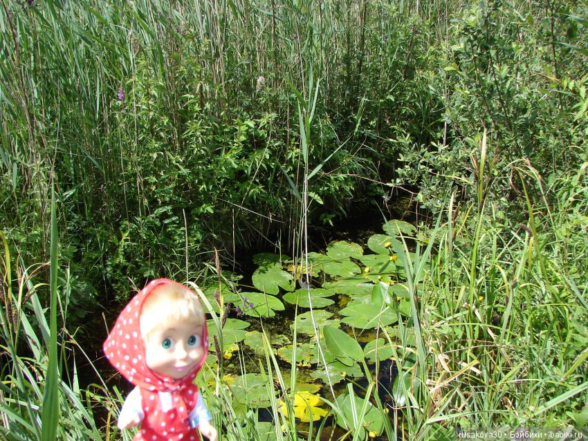 Машки, Людвиг и Жирафик осматривают Wicken Fen (Фенские болота)