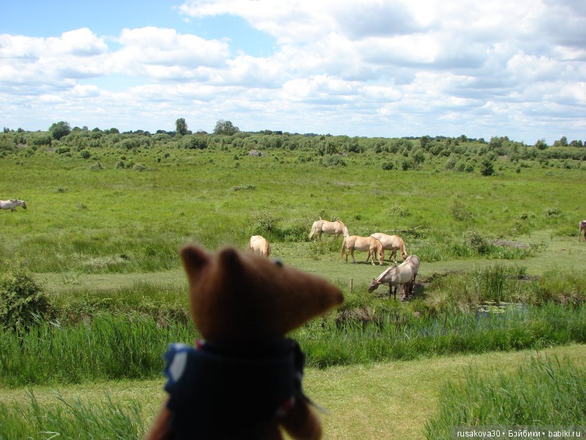 Машки, Людвиг и Жирафик осматривают Wicken Fen (Фенские болота)
