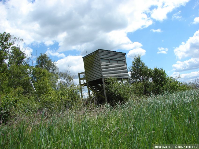 Машки, Людвиг и Жирафик осматривают Wicken Fen (Фенские болота)