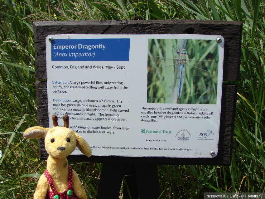 Машки, Людвиг и Жирафик осматривают Wicken Fen (Фенские болота)