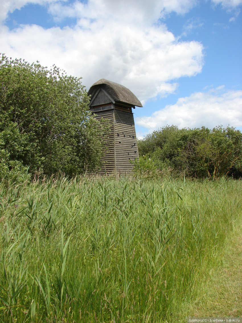 Машки, Людвиг и Жирафик осматривают Wicken Fen (Фенские болота)
