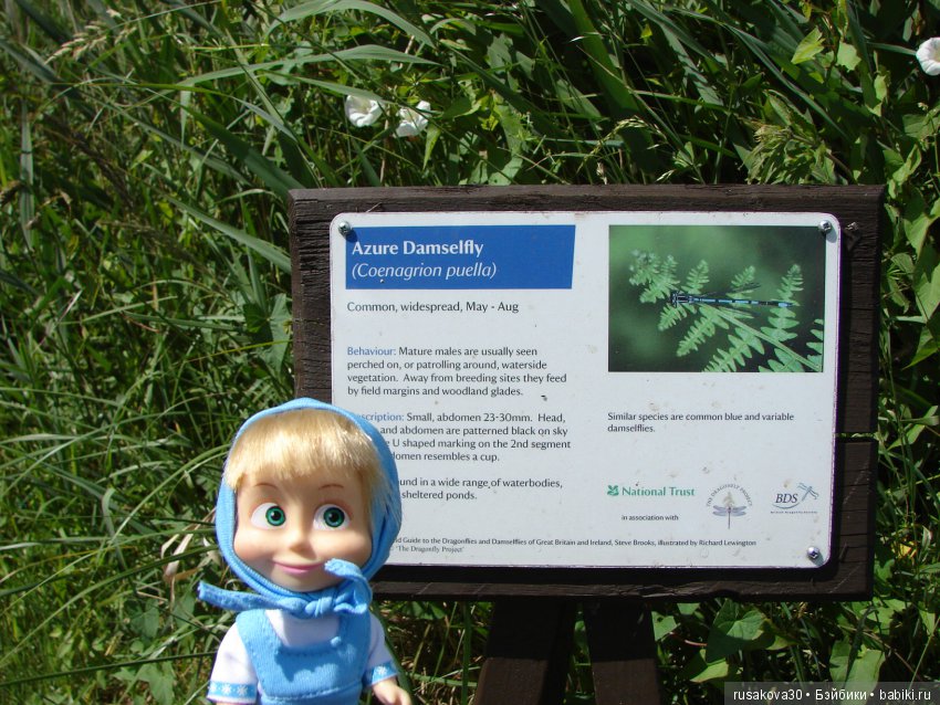 Машки, Людвиг и Жирафик осматривают Wicken Fen (Фенские болота)