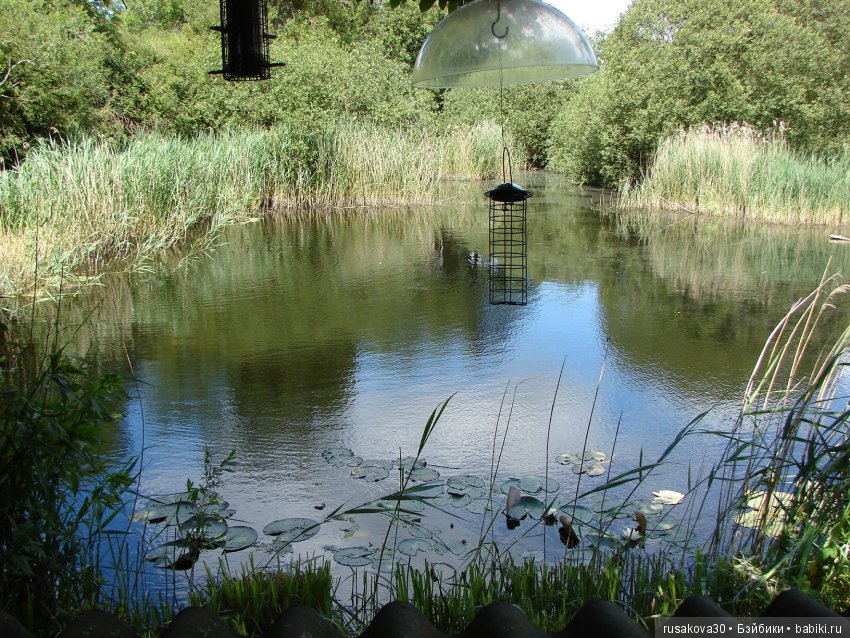 Машки, Людвиг и Жирафик осматривают Wicken Fen (Фенские болота)
