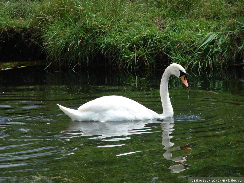 Машки, Людвиг и Жирафик осматривают Wicken Fen (Фенские болота)