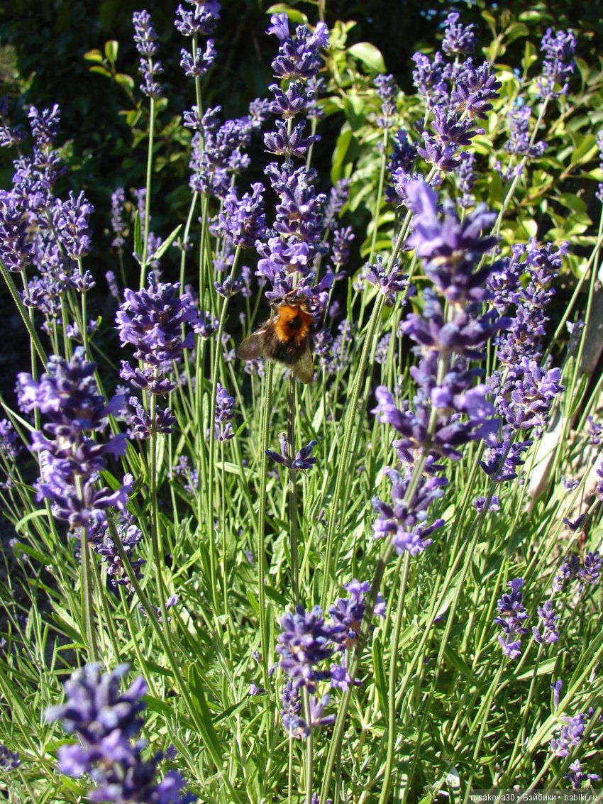 Куклы Corolle серия Les Cheries