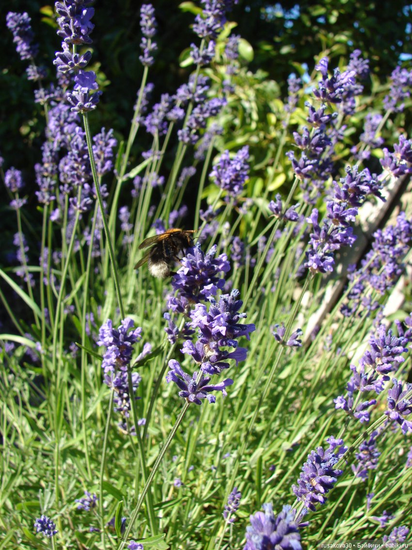 Куклы Corolle серия Les Cheries