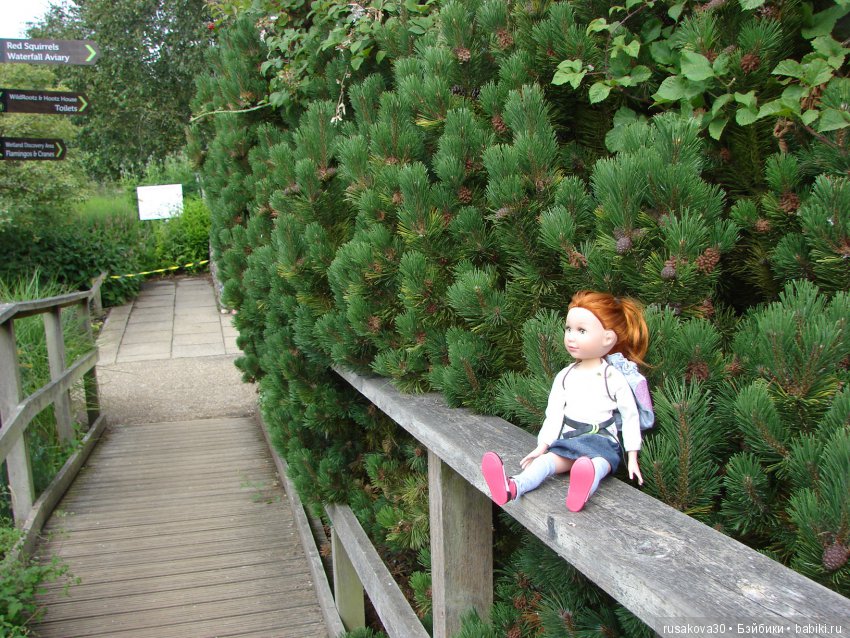 Маленький заповедник для птиц (фото 9)