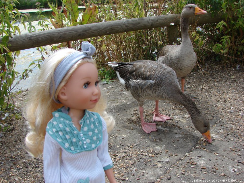 Маленький заповедник для птиц (фото 4)