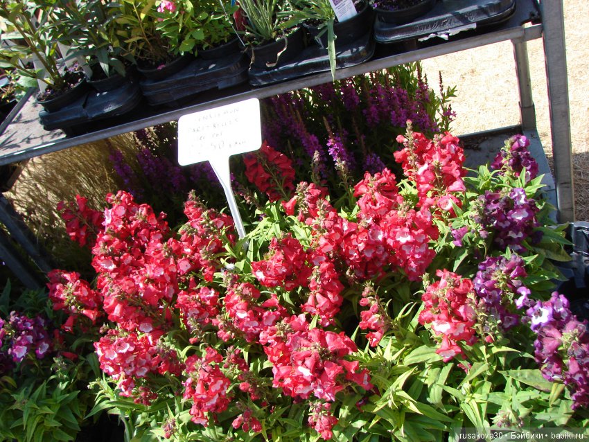 Цветочная ярмарка в королевском поместье