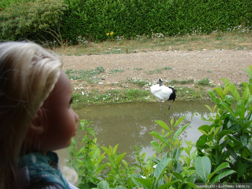 Маленький заповедник для птиц