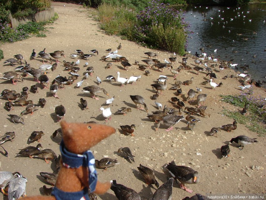 Маленький заповедник для птиц