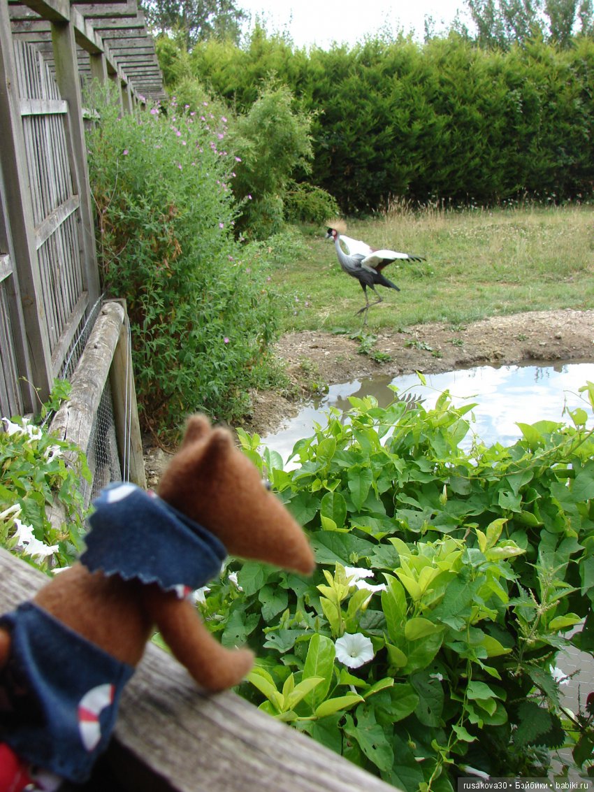 Маленький заповедник для птиц