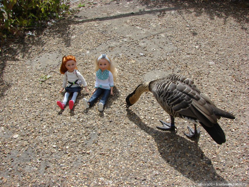 Маленький заповедник для птиц (фото 5)