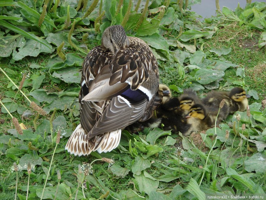 Маленький заповедник для птиц