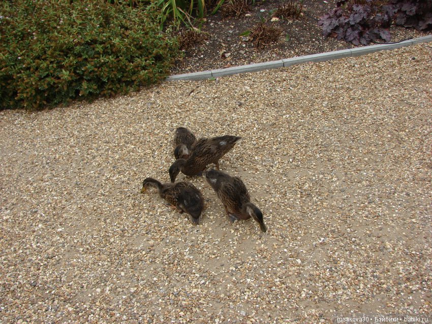 Маленький заповедник для птиц