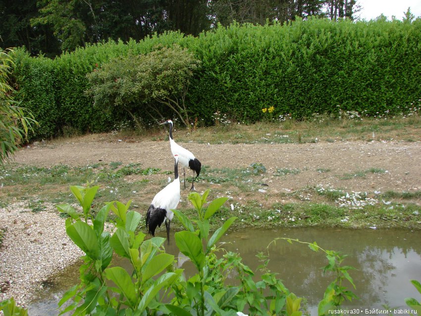 Маленький заповедник для птиц
