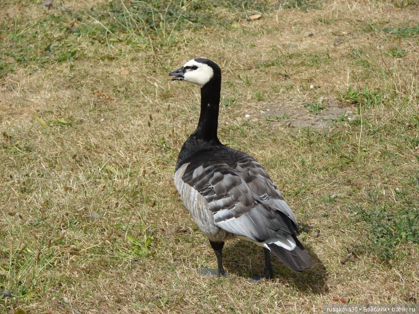 Маленький заповедник для птиц