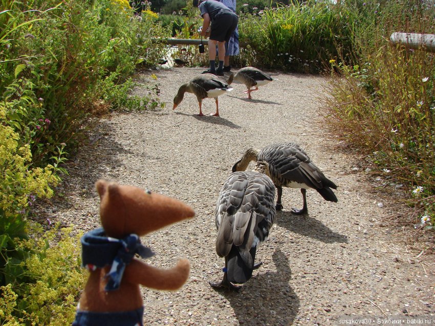 Маленький заповедник для птиц