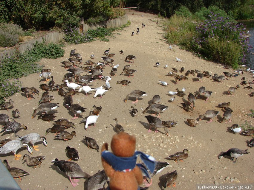 Маленький заповедник для птиц