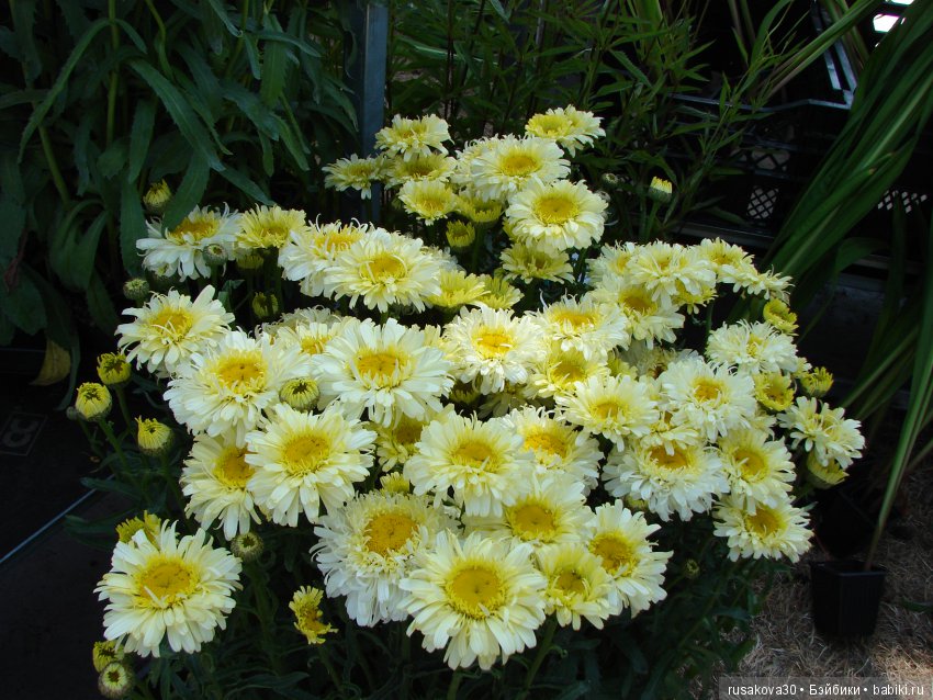 Цветочная ярмарка в королевском поместье